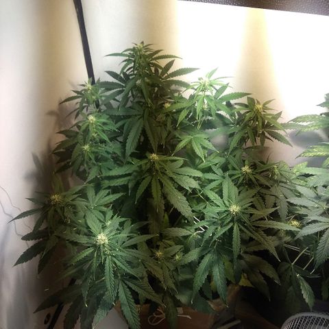 Auto Blueberry growlog timeline photo