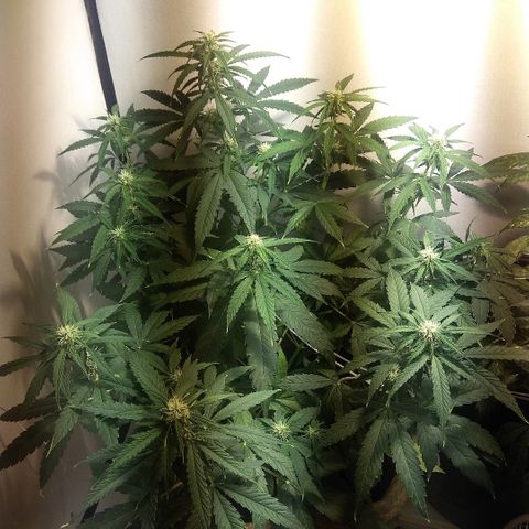 Auto Blueberry growlog timeline photo