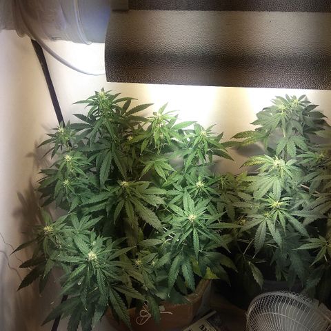 Auto Blueberry growlog timeline photo