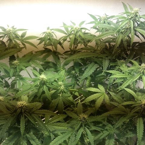 Auto Blueberry growlog timeline photo