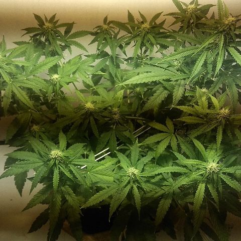 Auto Blueberry growlog timeline photo