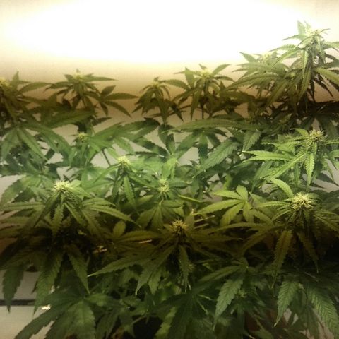 Auto Blueberry growlog timeline photo