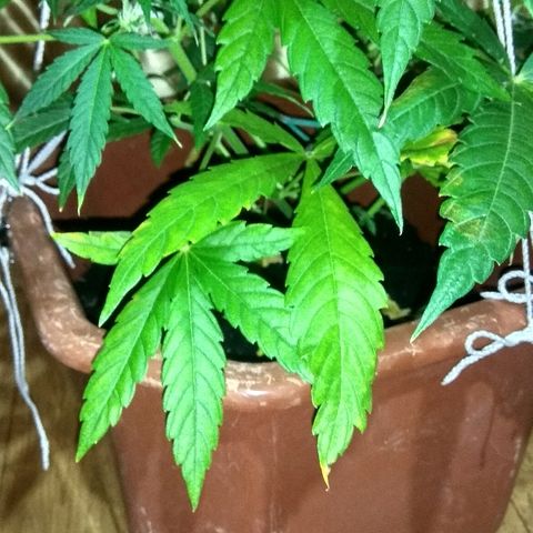 Auto Blueberry growlog timeline photo