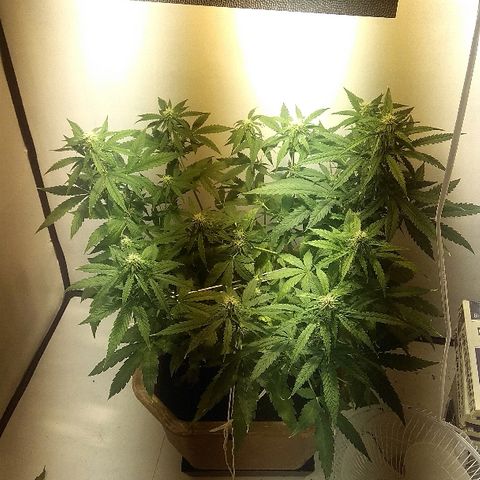 Auto Blueberry growlog timeline photo