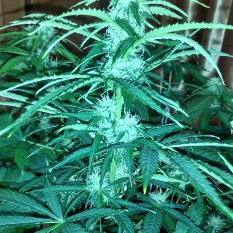 Auto Blueberry growlog timeline photo