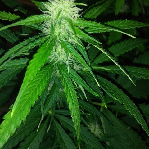 Auto Blueberry growlog timeline photo