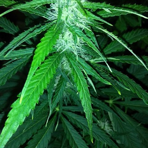 Auto Blueberry growlog timeline photo