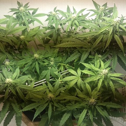 Auto Blueberry growlog timeline photo