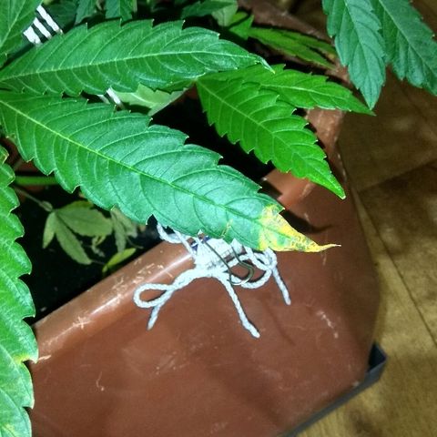 Auto Blueberry growlog timeline photo