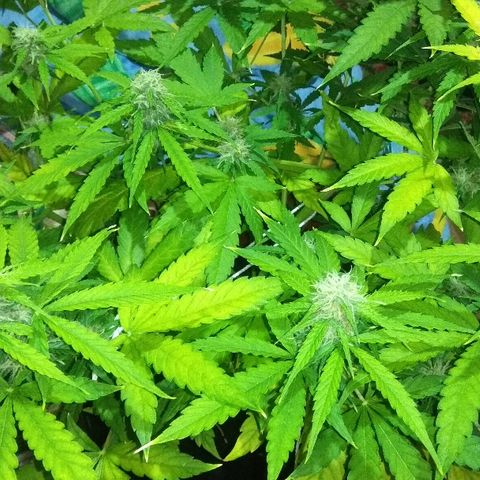 Auto Blueberry growlog timeline photo