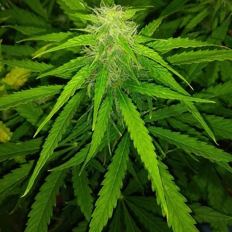 Auto Blueberry growlog timeline photo