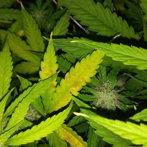 Auto Blueberry growlog timeline photo