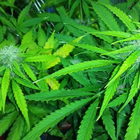 Auto Blueberry growlog timeline photo