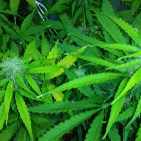 Auto Blueberry growlog timeline photo