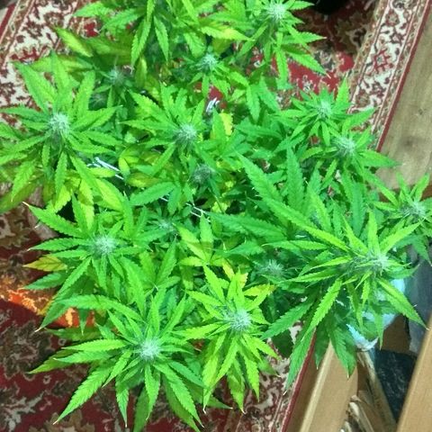 Auto Blueberry growlog timeline photo