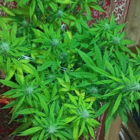 Auto Blueberry growlog timeline photo