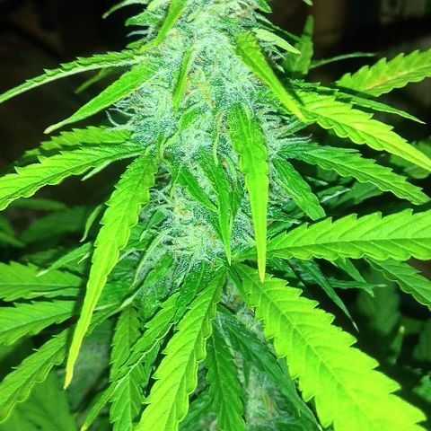 Auto Blueberry growlog timeline photo