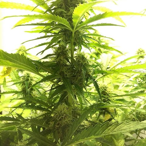 Auto Blueberry growlog timeline photo