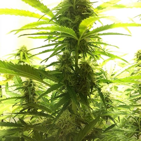 Auto Blueberry growlog timeline photo