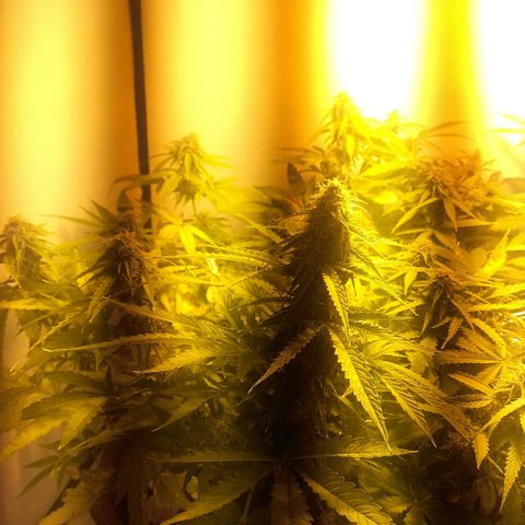 Auto Blueberry growlog timeline photo