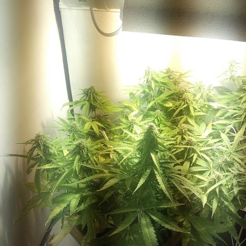Auto Blueberry growlog timeline photo