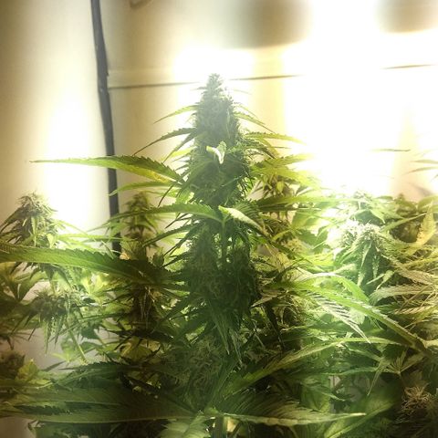 Auto Blueberry growlog timeline photo