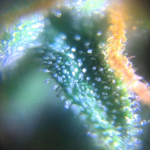 Auto Blueberry growlog photo: Трихомы 90х