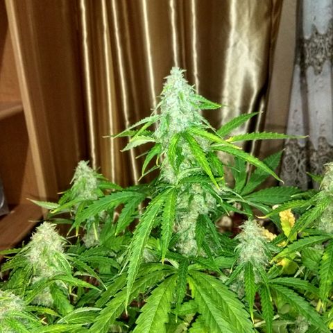 Auto Blueberry growlog timeline photo