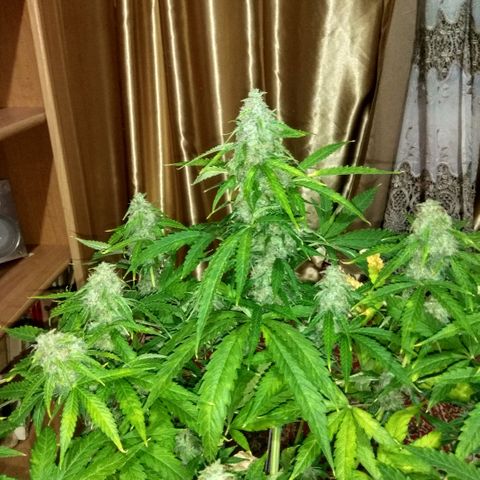 Auto Blueberry growlog timeline photo