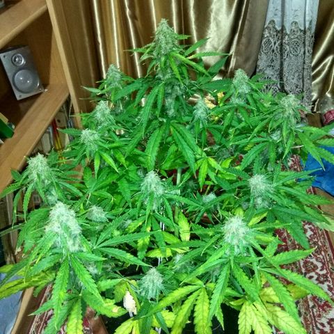Auto Blueberry growlog timeline photo