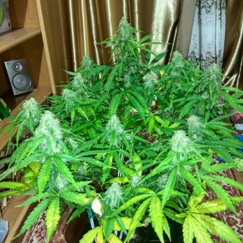 Auto Blueberry growlog timeline photo