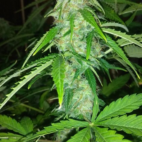 Auto Blueberry growlog timeline photo