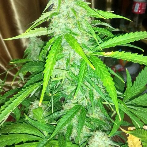 Auto Blueberry growlog timeline photo