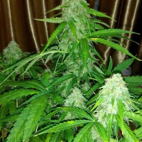 Auto Blueberry growlog timeline photo