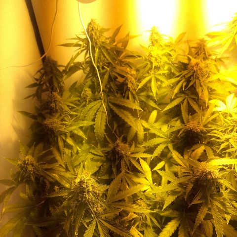 Auto Blueberry growlog timeline photo