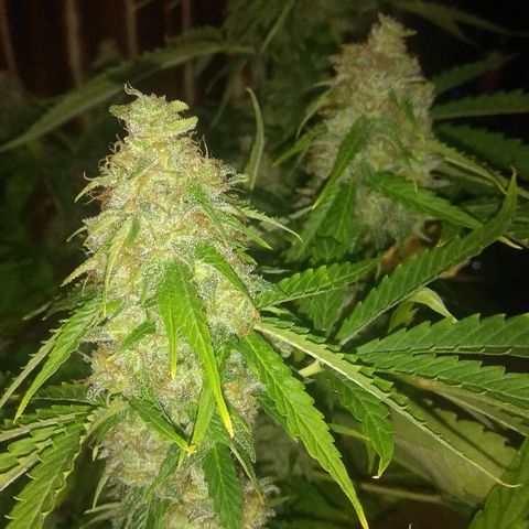 Auto Blueberry growlog timeline photo