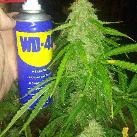 Auto Blueberry growlog timeline photo