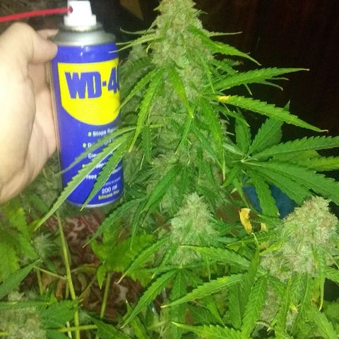 Auto Blueberry growlog timeline photo