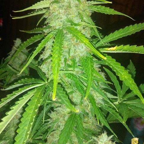 Auto Blueberry growlog timeline photo
