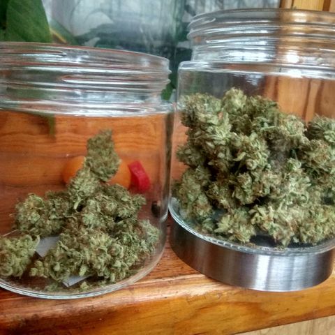 Auto Blueberry growlog timeline photo