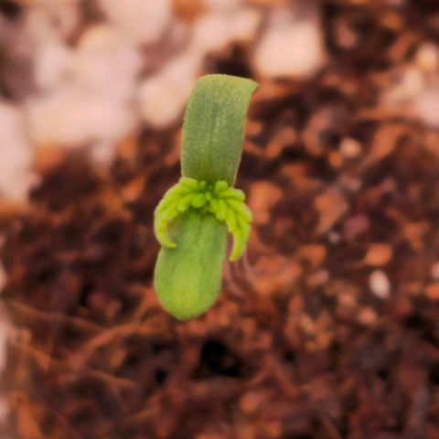 Blueberry Auto growlog timeline photo