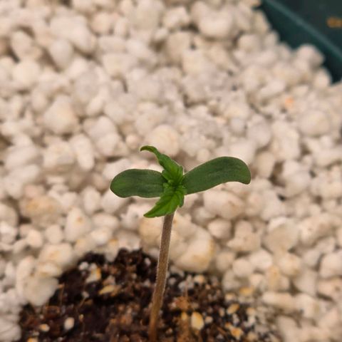Blueberry Auto growlog timeline photo