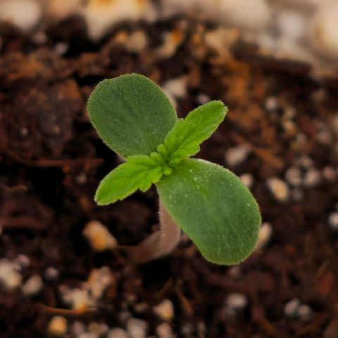 Monster Dwarf Auto growlog timeline photo