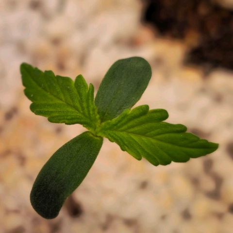 Blueberry Auto growlog timeline photo