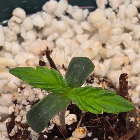 Gorilla Auto growlog timeline photo