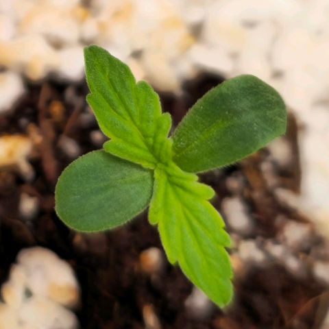 Monster Dwarf Auto growlog timeline photo