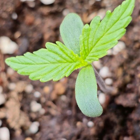 Blueberry Auto growlog timeline photo