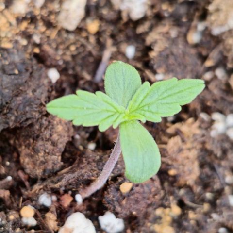 Monster Dwarf Auto growlog timeline photo
