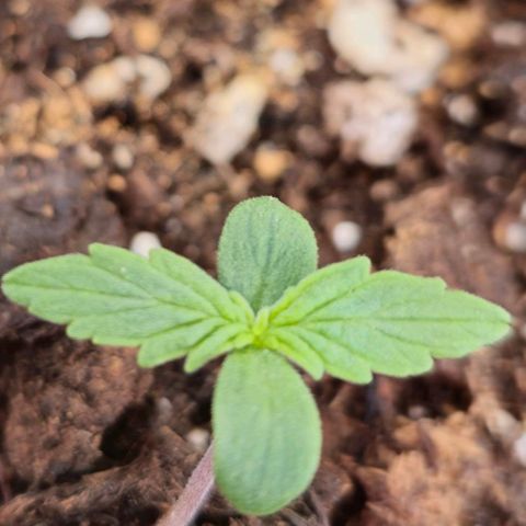 Monster Dwarf Auto growlog timeline photo