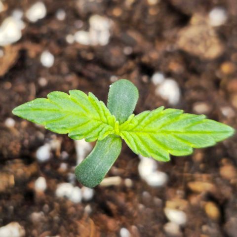 Gorilla Auto growlog timeline photo
